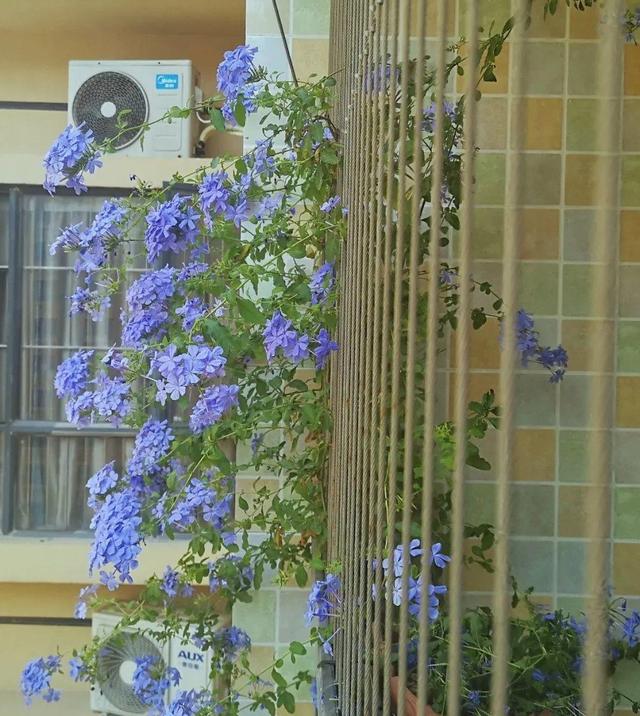 类似爬山虎的植物有哪些，除了爬山虎还有什么植物（7种超强繁育能力爬墙花）