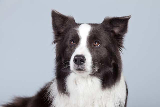 萨摩耶一直扑人怎么办，怎么训练萨摩耶不扑人（常见粘人的狗狗排行榜）