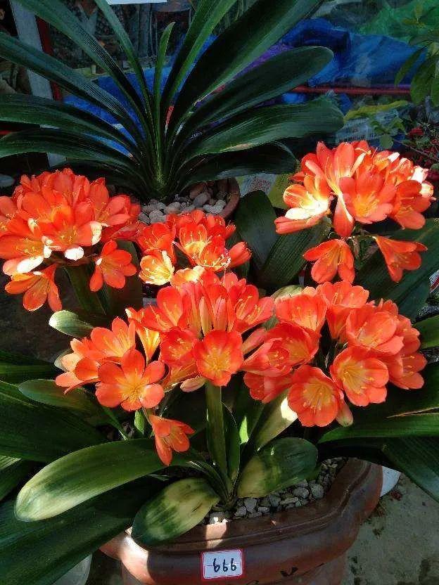 鸟尾花的繁育管理，鸟尾花 花期（30种耐阴花）