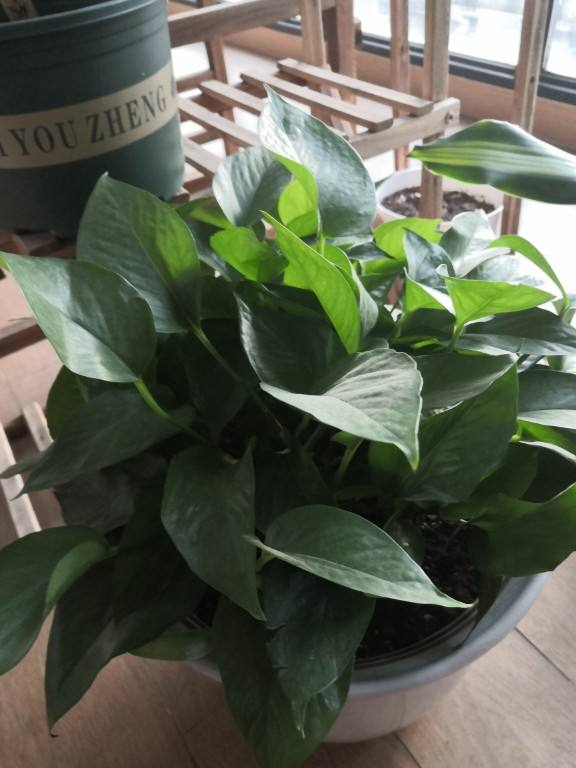 绿萝冬天怎么浇水，绿萝冬天怎么养（再冷也能绿到晃眼）