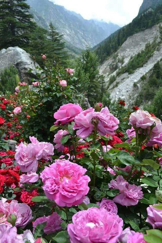 花景生多云讲什么，花景生（漫山遍野的鲜花，满眼春光）