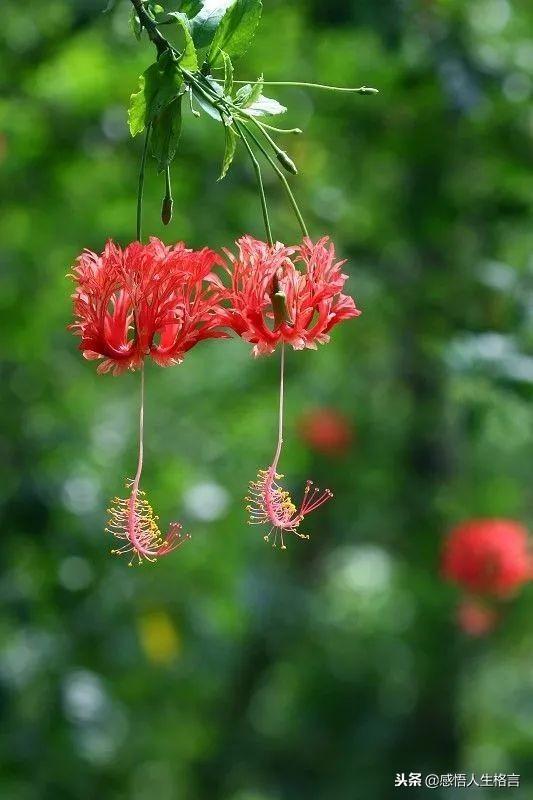 七色堇花语是什么，七色堇花语和传说（这些奇花异草太美了）