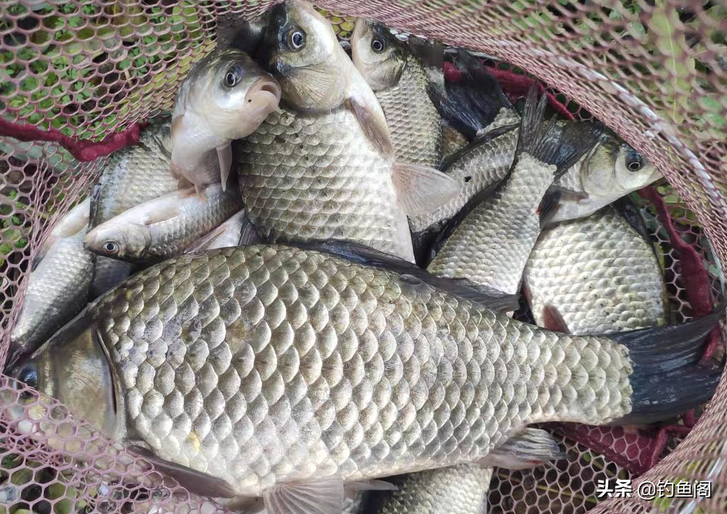 野钓鲫鱼鲤鱼饵料配方(秋季野钓送你2个饵料配方)