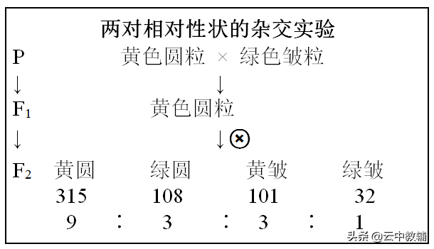 吃什么食物比较好，咳嗽吃什么食物比较好（遗传定律知识点最全总结！）