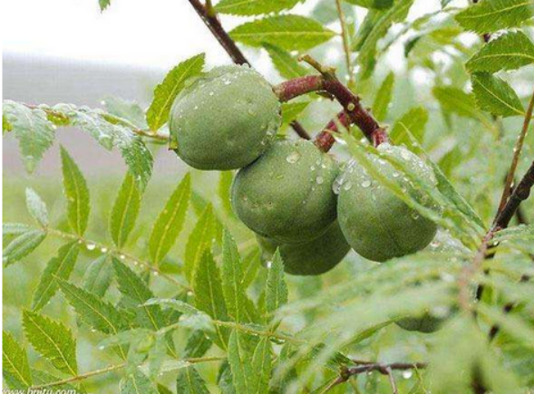 文冠果（文冠果树），文冠果：被埋没的中华特产（文冠果的果）