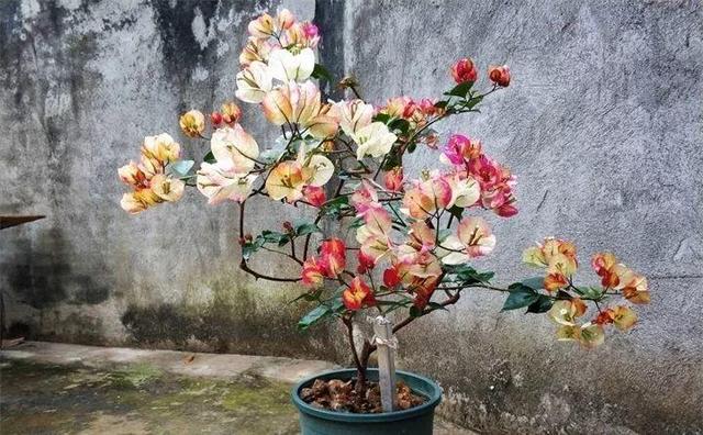 住宅大门朝东，住宅大门朝东风水布局（家里的大门朝哪）