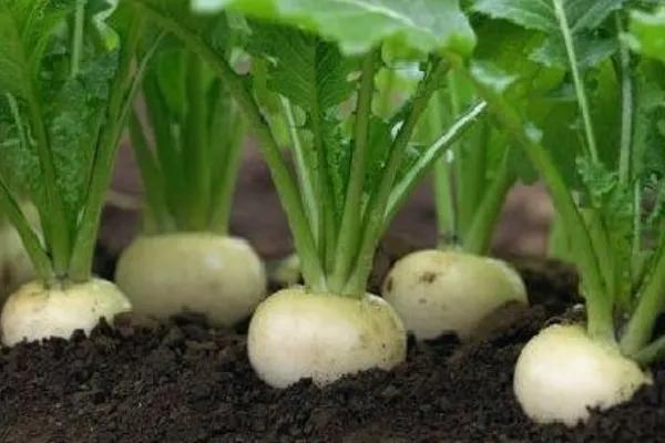 恰玛古是什么，恰玛古是什么植物（买了两个才花了一块二）