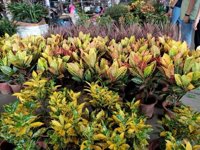 荷花最好看的品种是什么，这花最好看、最好养