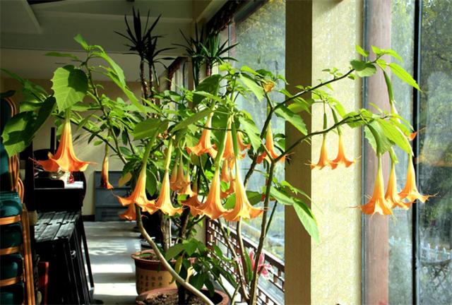 曼陀罗的寓意和花语，曼陀罗花种植方法（共分为光界、暗界2种类别）