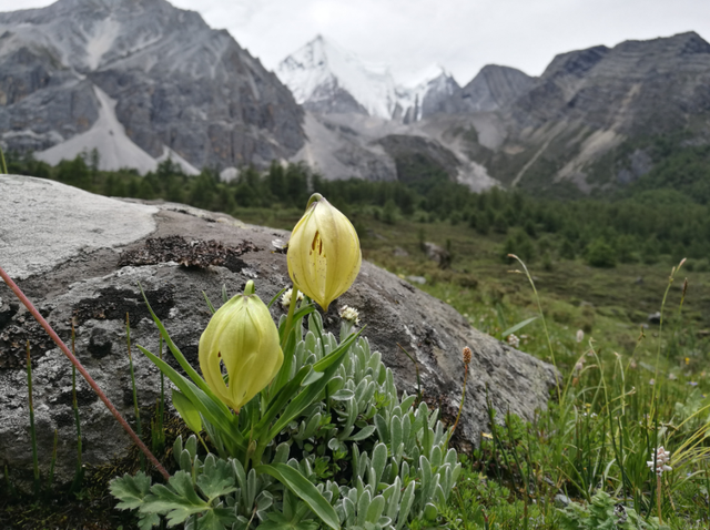 石蕊是什么，石蕊是什么意思（你有秋裤羽绒服）