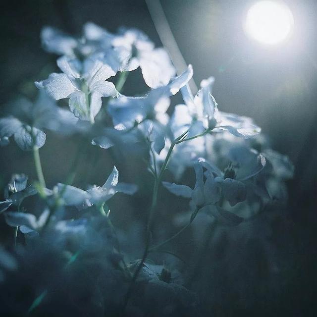 摄影如何打光，摄影怎么打光（摄影这么运用光线，美丽翻倍）