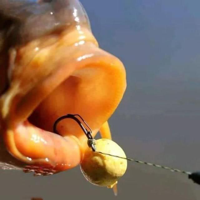 carp是什么动物,在欧洲钓鲤鱼是一项非常高大上的运动-生肖-荣耀易学