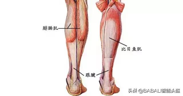 骑自行车可以锻炼哪里，自行车运动锻炼哪个部位（但锻炼了哪几块肌肉你知道吗）