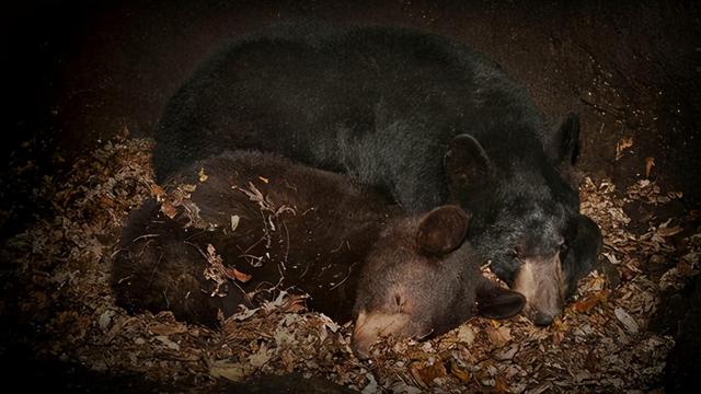 熊冬眠吗，一个神奇的问题（熊冬眠吗）