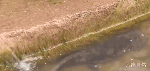 最大的两栖动物，最大的两栖动物是什么（六盘山首次发现一巨型野生大鲵）