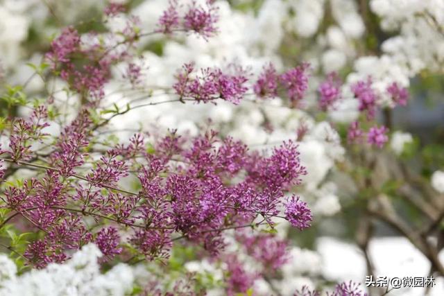 敛声息语的意思，敛声息语的意思是什么怎么造句（园林线上课堂<45>）