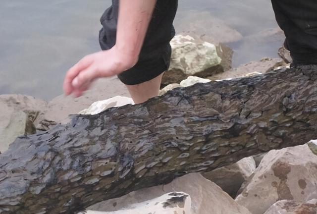 什么是乌木，“家有乌木半方（乌木是什么木材）