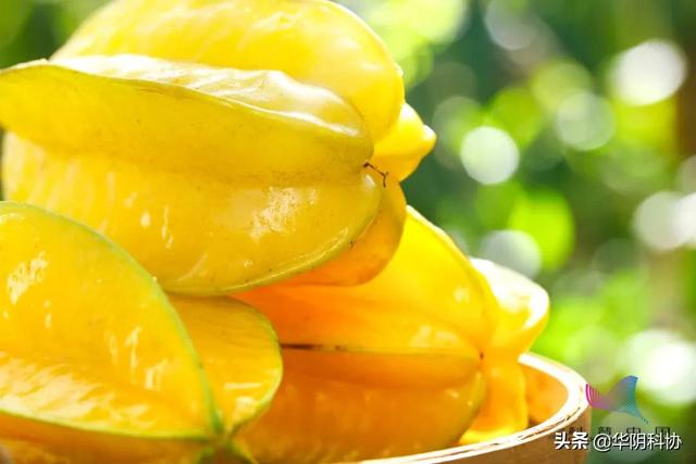 杨桃怎么算熟了，杨桃怎样才算熟了（这种常见的水果\