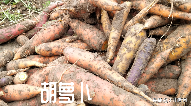 胡萝卜种植时间和方法，胡萝卜优质又高产