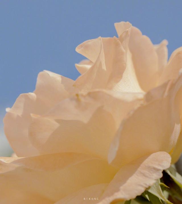 风很温柔 花很浪漫 你很特别 我很喜欢 .，微信头像，风很温柔 花很浪漫 你很特别 我很喜欢 .（唯美花朵头像，请收下）