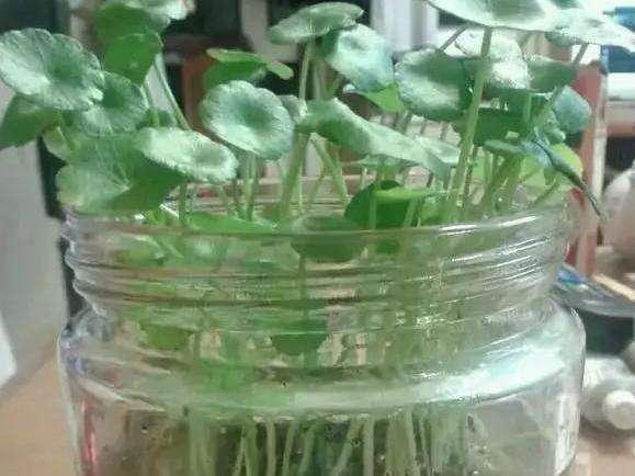 铜钱草怎么养，铜钱草的“3种”种植方法（铜钱草怎么养水培）