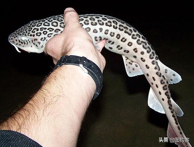 猫齿鲨可以吃吗，猫齿鲨好吃吗（一种萌化了的小型鲨鱼）