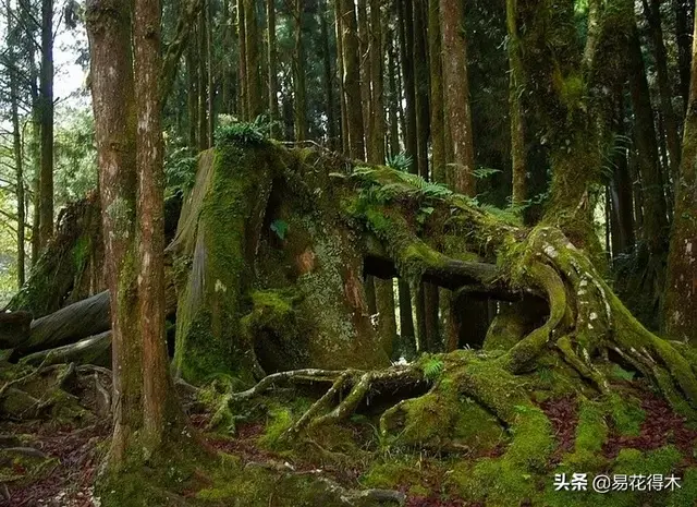 桧什么意思解释，桧字笔画笔顺（台湾珍稀濒危树种红桧）