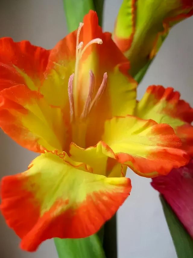 世界上有多少种花，世界上有多少种花?分别是什么（100幅美丽的花儿，赏心悦目）