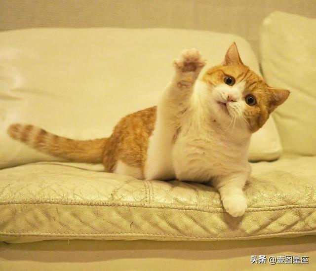 双子座的守护星，双子座的守护星座有（水星守护着双子座和处女座）