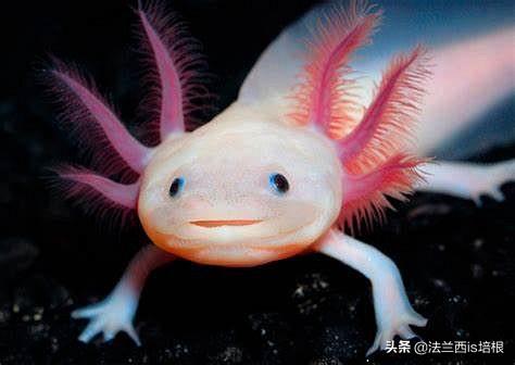 六角恐龙鱼学名叫什么，六角恐龙鱼又叫什么鱼（辟谣：六角恐龙终生幼态）