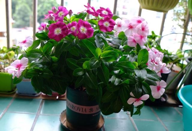 长春花的养殖方法和注意事项，长春花的养殖方法和注意事项长寿花