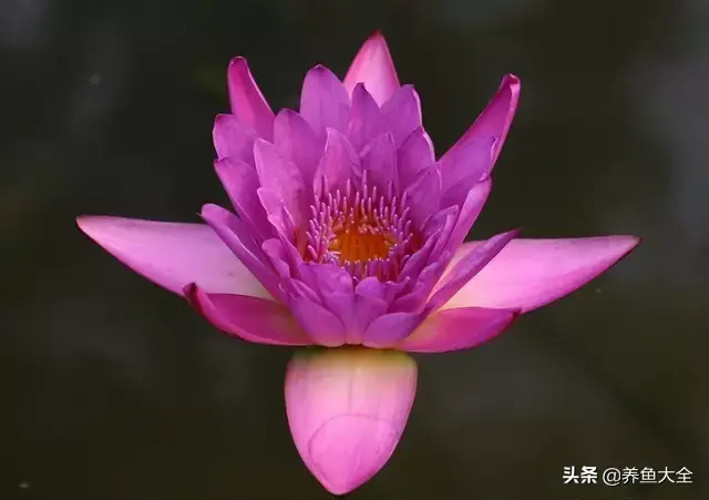 莲花的别称有哪些，莲花的别称有哪些拼音（ 太齐全太珍贵了）