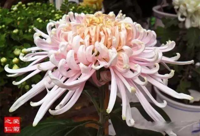 世界最美菊花80种太美了，金秋十月赏菊花——世界最美菊花80种送给您