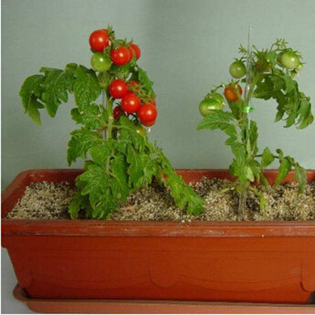盆栽小西红柿的方法，小西红柿盆栽图片（西红柿也能种盆栽）