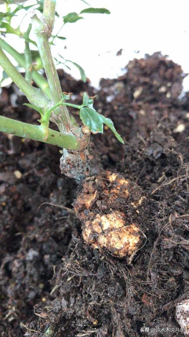 根瘤病用什么农药治,治疗根瘤病的药(月季癌症得了一个传染一大片) 根瘤病用什么农药治,治疗根瘤病的药(月季癌症得了一个传染一大片)