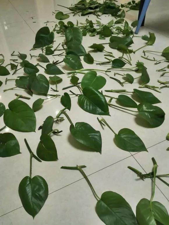 绿萝怎么养才能更旺盛，绿萝怎么养才能更旺盛用什么肥料