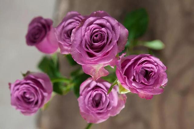 各种玫瑰花的含义，各色的玫瑰花有什么含意（一篇文章认全花店必备80种玫瑰花）