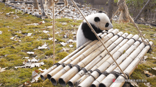 动物园都有什么，北京动物园都有什么（你只看到它们辛勤的玩耍）