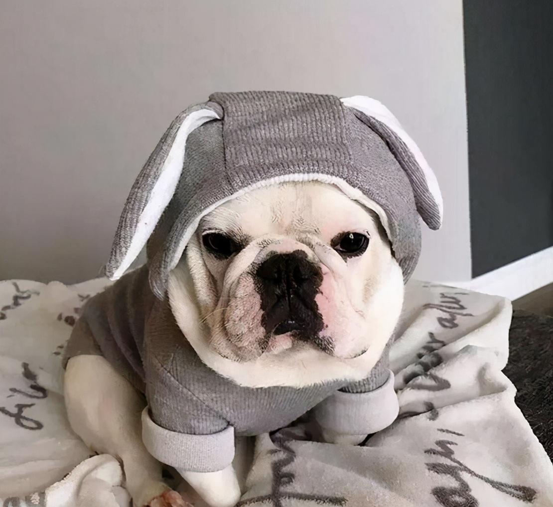 狗的抗寒能力是多少°c，2度穿什么衣服合适（这7种“不耐寒”的狗狗）