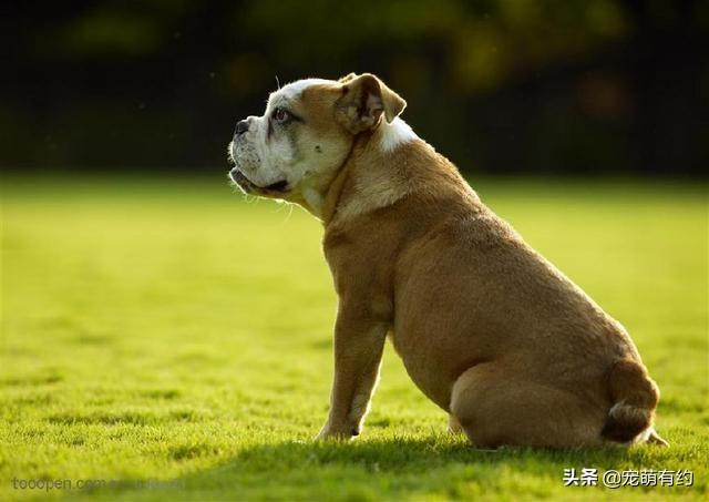 西班牙斗牛梗介绍，西班牙斗牛梗——全球公认的最凶神恶煞的犬