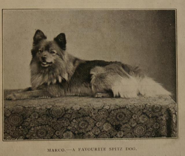 茶杯狗50元，茶杯狗50元一只在哪里买（将狗“压缩”了50%）