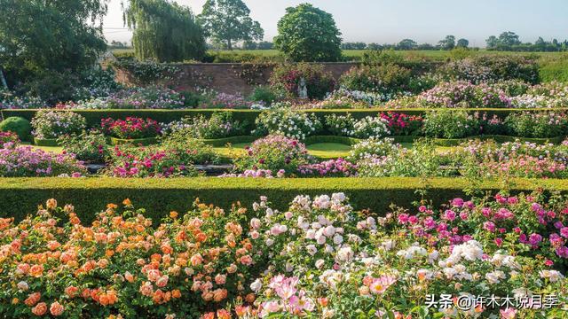 月季花一般都几月份开，月季花一般都几月份开花（怎么才能让月季开更多花呢）