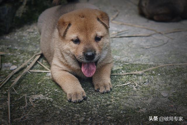 老鼠喜欢吃什么食物，老鼠最喜欢吃什么（土狗喜欢吃什么）