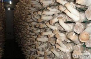 食用菌栽培技术，食用菌栽培技术与管理（食用菌市场大火，种植却不专业）