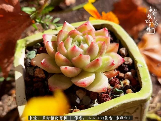 雪候鸟是什么意思，雪候鸟歌词表达什么意思（多肉于我从来不是锦上添花）