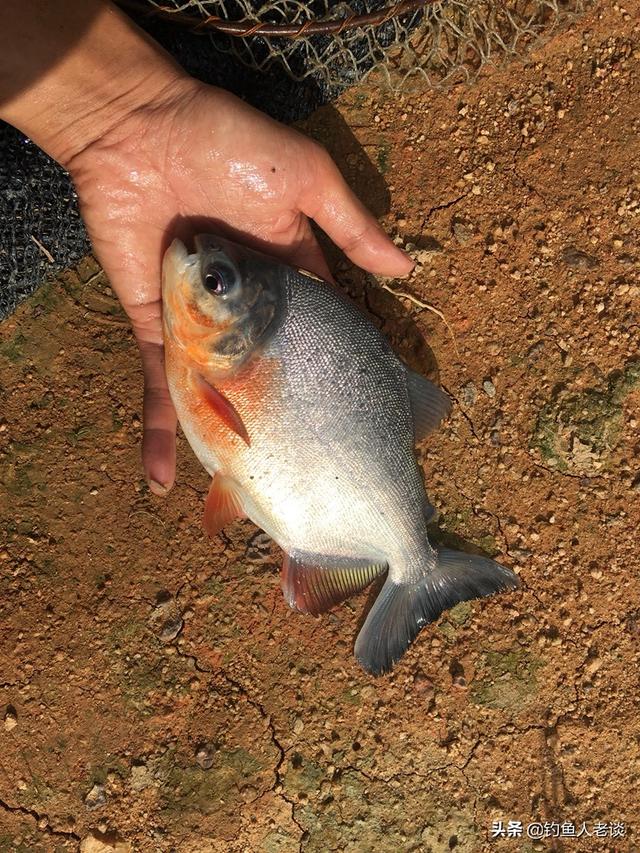 原产地南美的亚马逊河,属于热带与亚热带鱼种,跟食人鱼有个千丝万缕的