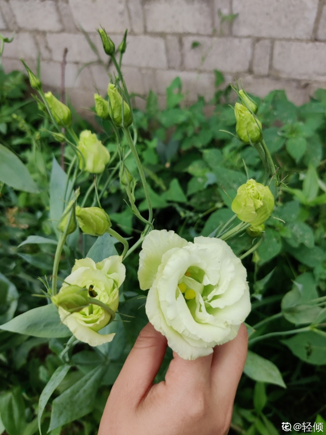 花的品种有哪些，常见花卉分类有哪些品种（80种常见植物图解）