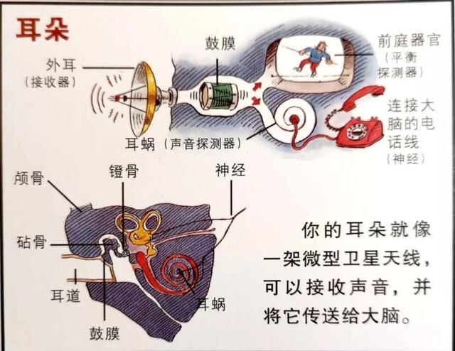 如何画一部简单的电话机，画电话的简单画法图（这套儿童科普读物把骨头画成钢铁侠）