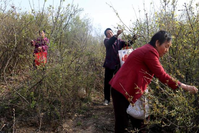 龙柏芽的功效与作用,龙柏芽的药用价值(4万亩龙柏芽拓宽群众增收致富