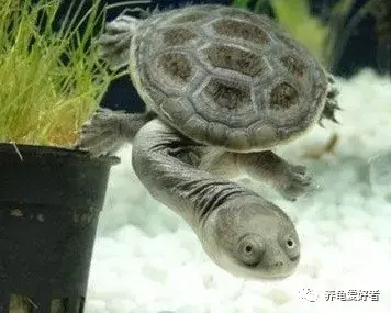 十大最好养的深水龟，十大深水龟排名图片（哪些才是属于观赏性好的）